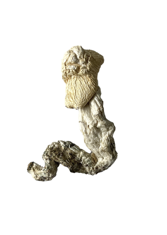 Buy Stakz Magic Mushrooms - Image 3